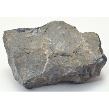 私下老板收購化石葫蘆島化石真品圖片