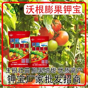 增甜著色膨果鉀寶鉀寶哪里賣,鉀寶廠家招商電話