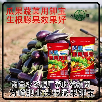 增甜著色膨果鉀寶鉀寶哪里賣,鉀寶廠家招商電話