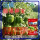 為峰肥業(yè)沃根膨果鉀寶鉀寶沖施肥,為峰肥業(yè)鉀寶招商產(chǎn)品圖