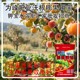 為峰廠(chǎng)家沃根膨果鉀寶圖