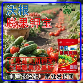 增甜著色沃根膨果鉀寶鉀寶用法用量,為峰肥業(yè)鉀寶招商