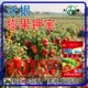為峰肥業(yè)沃根膨果鉀寶圖