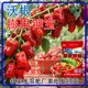 膨果防裂鉀寶沖施肥鉀寶水溶肥,鉀寶廠(chǎng)家招商電話(huà)產(chǎn)品圖
