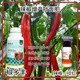 促進(jìn)授粉辣椒葉面肥作用為峰肥業(yè)辣椒葉面肥產(chǎn)品圖
