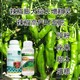 花芽分化辣椒葉面肥使用方法圖