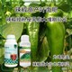 增粗增產(chǎn)菜椒葉面肥哪里賣(mài)圖