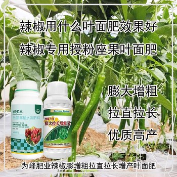 膨大拉長(cháng)辣椒膨大拉直素葉面肥貼牌加工,為峰肥業(yè)廠(chǎng)家