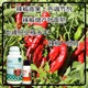 生根壯苗菜椒葉面肥貼牌圖
