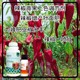 ?；ū９苯啡~面肥批發(fā)辣椒葉面肥廠(chǎng)家批發(fā)產(chǎn)品圖