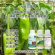 增粗增產(chǎn)辣椒葉面肥廠家電話圖
