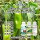 增粗增產(chǎn)辣椒葉面肥廠家電話圖
