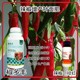 保花保果小米辣葉面肥使用方法圖