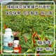 膨大拉長(zhǎng)菜椒葉面肥招商圖