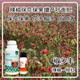 花芽分化辣椒葉面肥多少錢(qián)圖