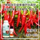 花芽分化椒多豐葉面肥貼牌為峰肥業(yè)辣椒葉面肥產(chǎn)品圖
