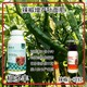 花芽分化線(xiàn)椒葉面肥什么牌子好圖