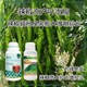 生根壯苗圓椒葉面肥好不好圖