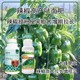 膨大拉長(cháng)辣椒葉面肥招商圖
