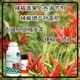 花芽分化菜椒葉面肥圖