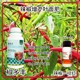 增粗增產(chǎn)椒多豐葉面肥定做圖