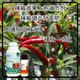 膨大拉長(zhǎng)辣椒葉面肥批發(fā)圖