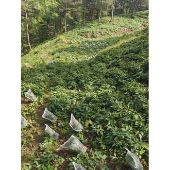 柔毛淫羊藿苗多少錢一顆