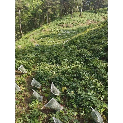 重慶秀山淫羊藿苗公司