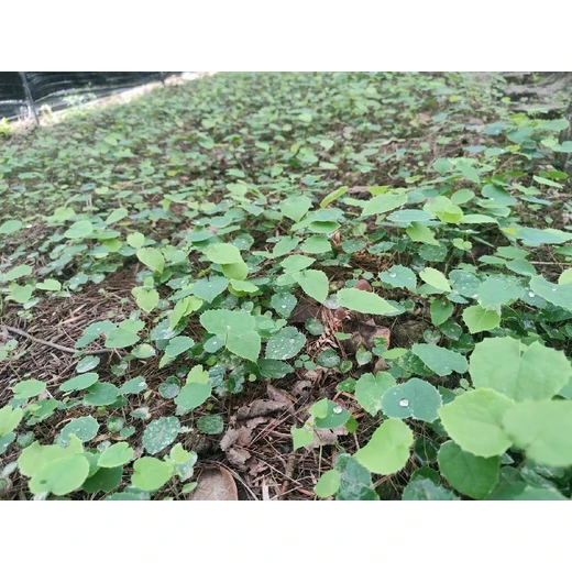 重慶渝中淫羊藿苗多少錢一株