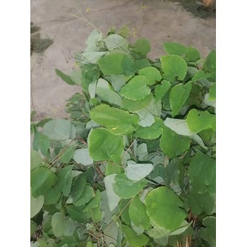 河南好品種淫羊藿苗