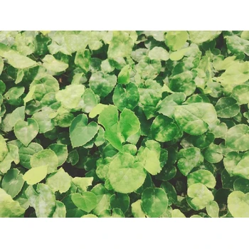 湖南真實(shí)淫羊藿苗