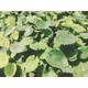 淫羊藿苗圖