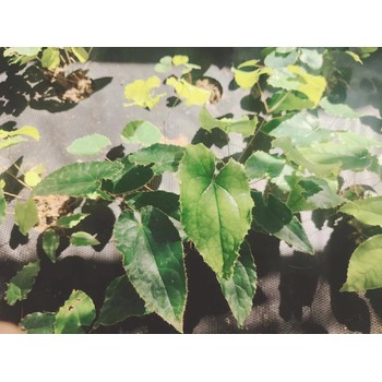 柔毛淫羊藿苗多少錢一顆