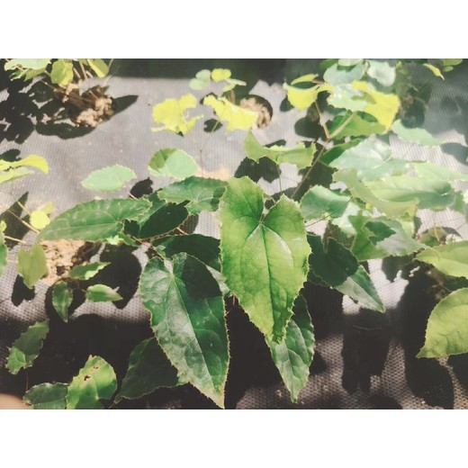 貴州黔東南出售淫羊藿苗