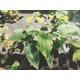 湖北淫羊藿苗圖