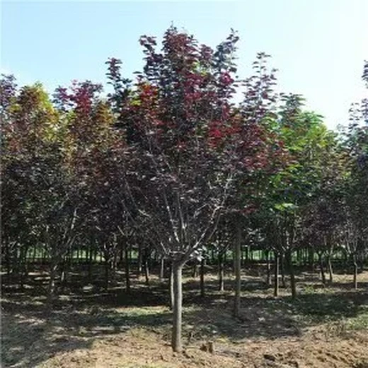 產(chǎn)地出售12公分紫葉李、18公分紫葉李成活率高