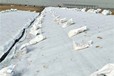 甘孜土工布價(jià)格,道路公路養(yǎng)護(hù)200g河道用布