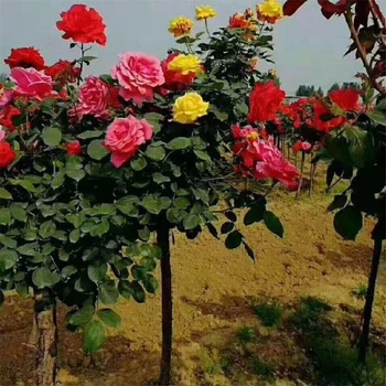 保山藤本月季從這里買劃算