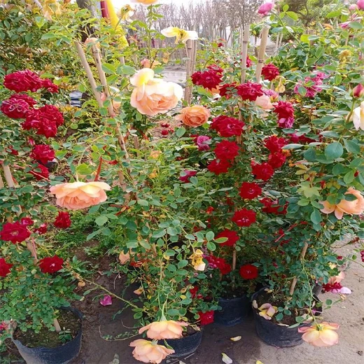 藤本月季從這里買,威海藤本月季基地專賣