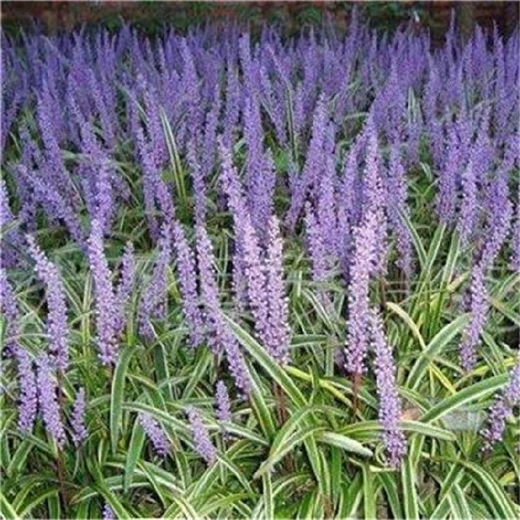 蘇州金邊麥冬基地,金邊麥冬苗批發(fā)