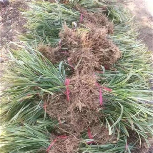 荊州金邊麥冬基地,金邊麥冬苗便宜又多