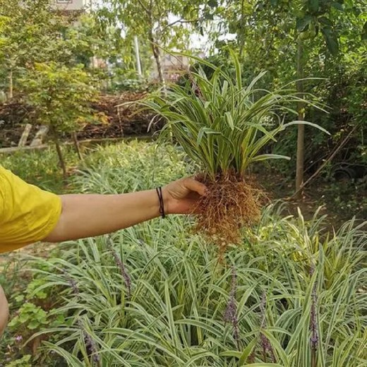 洛陽(yáng)金邊麥冬種植管理,金邊麥冬苗便宜又多