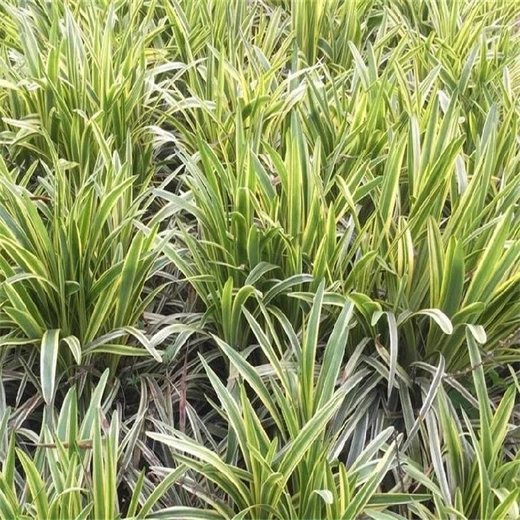 北海金邊麥冬種植管理,金邊麥冬苗批發(fā)