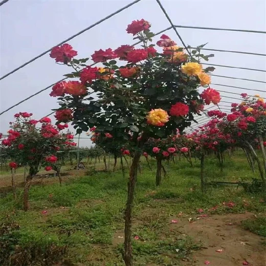 爬藤月季哪里有,重慶藤本月季價(jià)格調(diào)整
