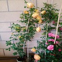 藤本月季哪里便宜,唐山藤本月季基地供應