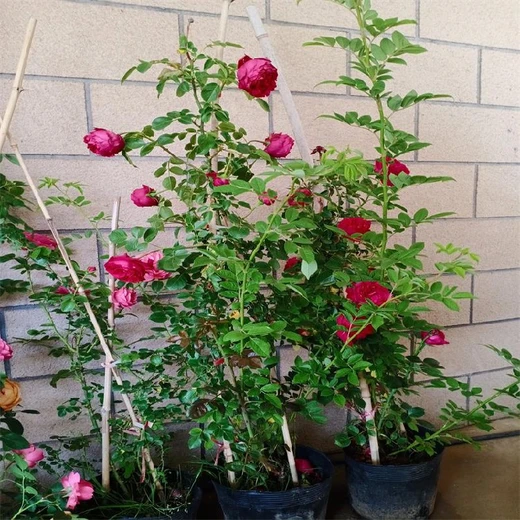 哪里有賣藤本月季,廊坊藤本月季基地專賣