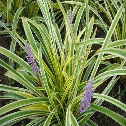 東城金邊麥冬基地,金邊麥冬苗供應商