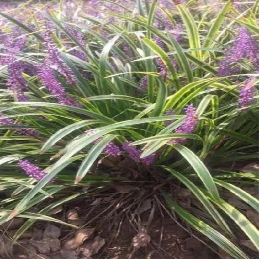 青浦金邊麥冬種植管理,金邊麥冬苗便宜又多