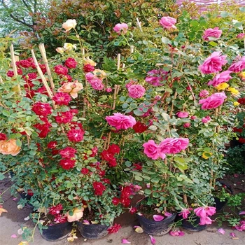 保山藤本月季從這里買劃算