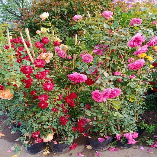 藤本月季從這里買,棗莊藤本月季基地